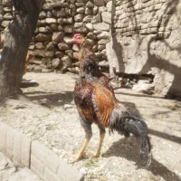 لاری|حیوانات مزرعه|قروه, |دیوار