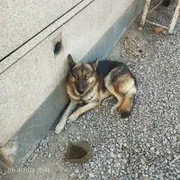 سگ‌هاکسی‌به‌ژرمن