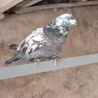 کفتر|پرنده|اردکان, |دیوار