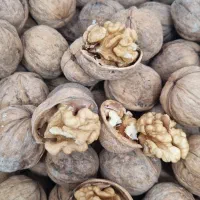 گردو  محلی  بلغاری