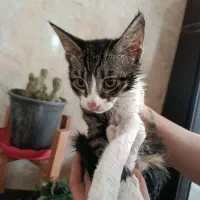 گربه|گربه|گرگان, |دیوار