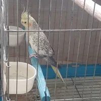 گمشده