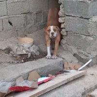 پیت بول ماده|سگ|کرج, شهرک بنفشه|دیوار