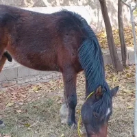 کره اسب نژاد کرد نریون