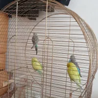 مرغ عشق