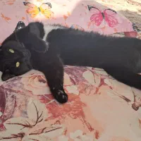 واگذاری گربه|گربه|مشهد, گلبرگ|دیوار