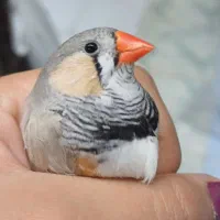 فنچ زبرا