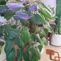 انواع گیاهان کلکسیونی خاص