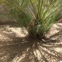 پاجوش سمرون