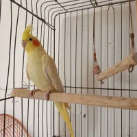 عروس هلندی|پرنده|لنگرود, |دیوار