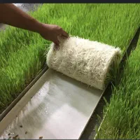 گندم جوانه زده برای حیوانات و آبزیان