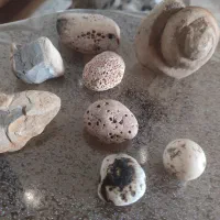 سنگ حلزونی|کلکسیون اشیاء عتیقه|شیراز, نصر|دیوار