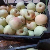 سیب تازه و شیرین مستقیم از باغدار|خوردنی و آشامیدنی|اصفهان, دستگرده|دیوار