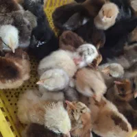 جوجه مرغ|حیوانات مزرعه|گوراب زرمیخ, |دیوار