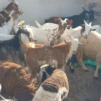 کهره گیسه بز خود بندرعباس با قصابی رایگان|حیوانات مزرعه|بندرعباس, |دیوار