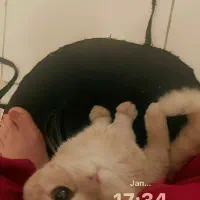 گربه|گربه|یزد, |دیوار