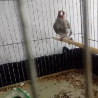 سهره کرمان|پرنده|فردوس (کرمان), |دیوار