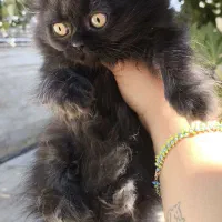 توله گربه نژاددار|گربه|شیراز, تندگویان|دیوار