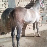 خرید و فروش اسب و مادیان