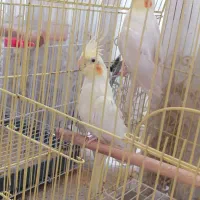 عروس هلندی جفت