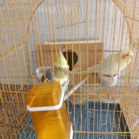 عروس هلندی نر ماده