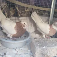 طوقی و سفید