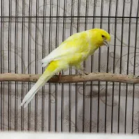 قناری رسمی دم بالای ۱۰.۵|پرنده|تبریز, |دیوار