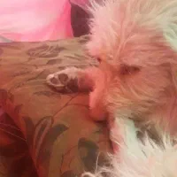 سگ شیتزو|سگ|قم, دورشهر|دیوار