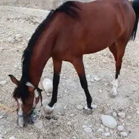 فروش مادیون درشور