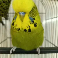 مرغ عشق انگلیسی مولد گرید a