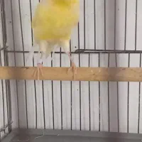 قناری نر مست و ماده آماده اماده