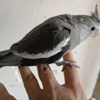 جوجه عروس هلندی نرمه خور|پرنده|اصفهان, جاوان|دیوار