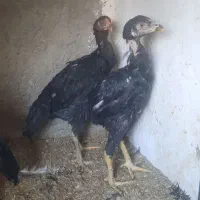 جوجه لاری|حیوانات مزرعه|پاکدشت, پاکدشت (مامازند)|دیوار