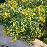 راهنمایی میکنم برا خرید ملک گیلان|فعالیت داوطلبانه|شیراز, شاهچراغ|دیوار