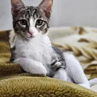 گربه ماده خونگی ملوس و دستی۵ماهه رایگان