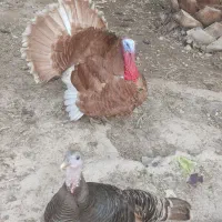 بوقلمون|حیوانات مزرعه|جم, |دیوار