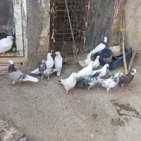 فروش سرجمم|پرنده|سردشت, |دیوار