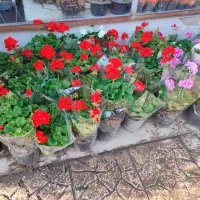 خدمات باغبانی هرسکاری باغچه کاری گل و گیاه