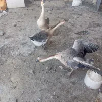 قوغاز/ اردک / بلدرچین|حیوانات مزرعه|مشهد, شهرک صنعتی مشهد|دیوار