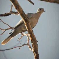 canon sx50hs|دوربین عکاسی و فیلم‌برداری|اشنویه, |دیوار