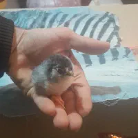 جوجه مرغ   چهل تاج ریشو|حیوانات مزرعه|اسفراین, |دیوار