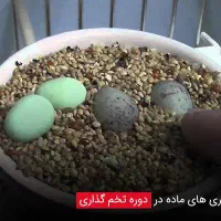 یک جفت قناری مولد با تخم