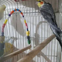 ی عددعروس هلندی به فروش میرسد|پرنده|پاکدشت, پاکدشت (مامازند)|دیوار