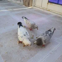 کوهی