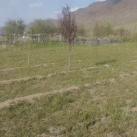باغ میوه