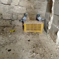 یک جفت کبوتر