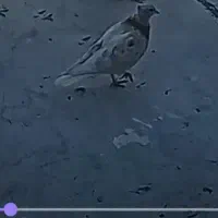 کبوتر گمشده|حیوانات|ابهر, |دیوار