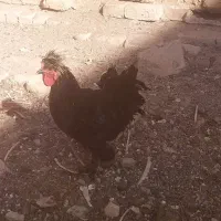 خروس سلطان مشکی خوشگل