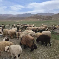 تعداد ۱۵ راس بره نر