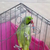 تعدادی پرنده به فروش میرسد